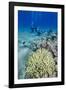 Coral Reef and Three Scuba Divers, Naama Bay, Sharm El-Shiekh, Red Sea, Egypt, North Africa, Africa-Mark Doherty-Framed Photographic Print