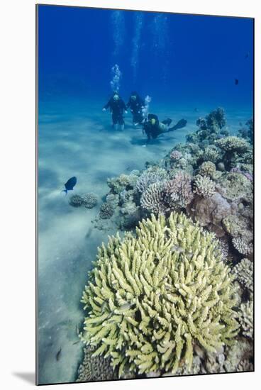 Coral Reef and Three Scuba Divers, Naama Bay, Sharm El-Shiekh, Red Sea, Egypt, North Africa, Africa-Mark Doherty-Mounted Photographic Print