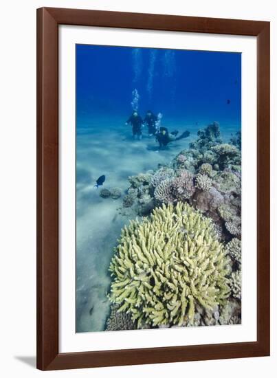 Coral Reef and Three Scuba Divers, Naama Bay, Sharm El-Shiekh, Red Sea, Egypt, North Africa, Africa-Mark Doherty-Framed Photographic Print