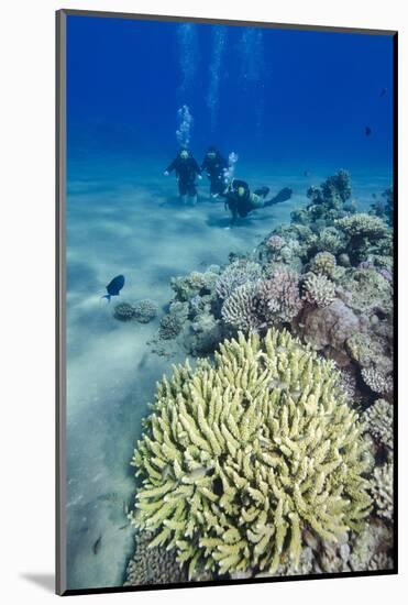 Coral Reef and Three Scuba Divers, Naama Bay, Sharm El-Shiekh, Red Sea, Egypt, North Africa, Africa-Mark Doherty-Mounted Photographic Print