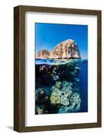 coral reef below the cliffs of shark observatory, egypt-alex mustard-Framed Photographic Print