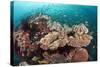 Coral Reef Community-Matthew Oldfield-Stretched Canvas