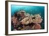 Coral Reef Community-Matthew Oldfield-Framed Premium Photographic Print