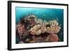 Coral Reef Community-Matthew Oldfield-Framed Premium Photographic Print