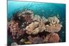 Coral Reef Community-Matthew Oldfield-Mounted Premium Photographic Print