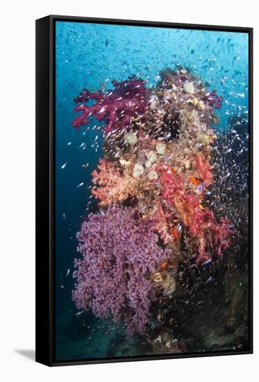 Coral Reef Community-Matthew Oldfield-Framed Stretched Canvas