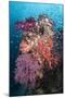 Coral Reef Community-Matthew Oldfield-Mounted Premium Photographic Print