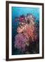 Coral Reef Community-Matthew Oldfield-Framed Photographic Print