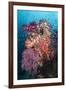 Coral Reef Community-Matthew Oldfield-Framed Photographic Print