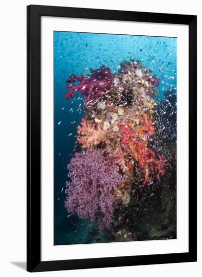 Coral Reef Community-Matthew Oldfield-Framed Photographic Print