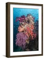 Coral Reef Community-Matthew Oldfield-Framed Photographic Print