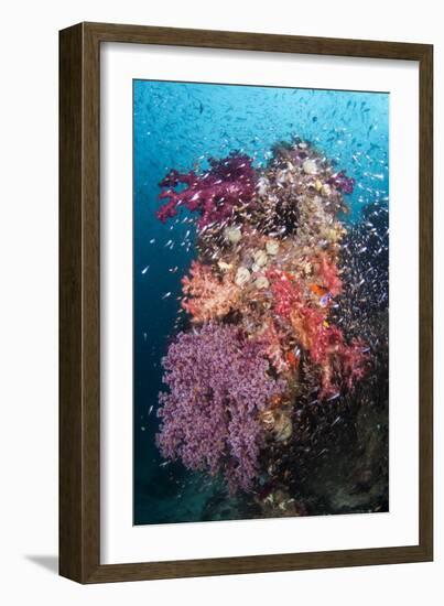 Coral Reef Community-Matthew Oldfield-Framed Photographic Print