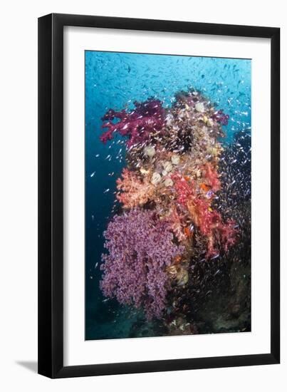 Coral Reef Community-Matthew Oldfield-Framed Photographic Print