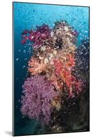 Coral Reef Community-Matthew Oldfield-Mounted Photographic Print