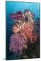 Coral Reef Community-Matthew Oldfield-Mounted Photographic Print