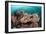 Coral Reef Community-Matthew Oldfield-Framed Photographic Print