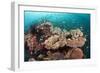 Coral Reef Community-Matthew Oldfield-Framed Photographic Print