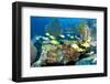 Coral Reef Composition with Fish Aggregation.-pipehorse-Framed Photographic Print