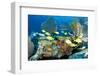 Coral Reef Composition with Fish Aggregation.-pipehorse-Framed Photographic Print