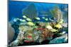 Coral Reef Composition with Fish Aggregation.-pipehorse-Mounted Photographic Print