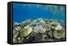 Coral Reef Diversity, Fiji-Pete Oxford-Framed Stretched Canvas