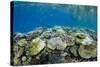 Coral Reef Diversity, Fiji-Pete Oxford-Stretched Canvas