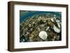 Coral Reef Diversity, Fiji-Pete Oxford-Framed Photographic Print