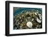 Coral Reef Diversity, Fiji-Pete Oxford-Framed Photographic Print