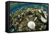 Coral Reef Diversity, Fiji-Pete Oxford-Framed Stretched Canvas