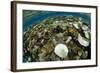 Coral Reef Diversity, Fiji-Pete Oxford-Framed Photographic Print