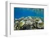 Coral Reef Diversity, Fiji-Pete Oxford-Framed Photographic Print