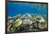 Coral Reef Diversity, Fiji-Pete Oxford-Framed Photographic Print