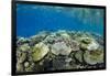 Coral Reef Diversity, Fiji-Pete Oxford-Framed Photographic Print