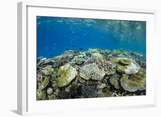 Coral Reef Diversity, Fiji-Pete Oxford-Framed Photographic Print