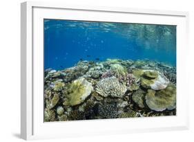 Coral Reef Diversity, Fiji-Pete Oxford-Framed Photographic Print