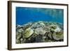 Coral Reef Diversity, Fiji-Pete Oxford-Framed Photographic Print