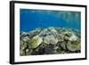 Coral Reef Diversity, Fiji-Pete Oxford-Framed Photographic Print