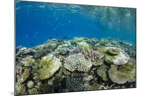 Coral Reef Diversity, Fiji-Pete Oxford-Mounted Photographic Print