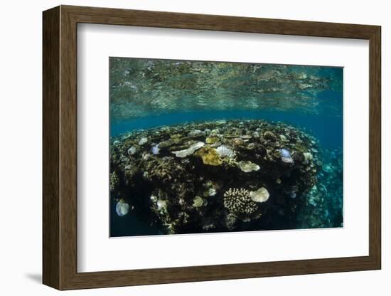 Coral Reef Diversity, Fiji-Pete Oxford-Framed Photographic Print