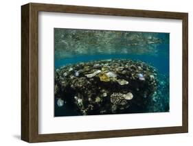 Coral Reef Diversity, Fiji-Pete Oxford-Framed Photographic Print