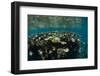 Coral Reef Diversity, Fiji-Pete Oxford-Framed Photographic Print