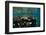 Coral Reef Diversity, Fiji-Pete Oxford-Framed Photographic Print