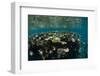 Coral Reef Diversity, Fiji-Pete Oxford-Framed Photographic Print