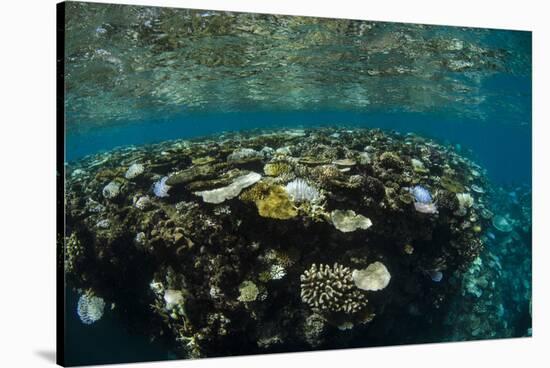 Coral Reef Diversity, Fiji-Pete Oxford-Stretched Canvas