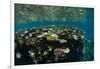 Coral Reef Diversity, Fiji-Pete Oxford-Framed Photographic Print