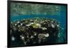 Coral Reef Diversity, Fiji-Pete Oxford-Framed Photographic Print