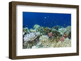 Coral Reef Diversity, Fiji-Pete Oxford-Framed Photographic Print