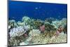 Coral Reef Diversity, Fiji-Pete Oxford-Mounted Photographic Print