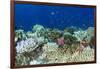 Coral Reef Diversity, Fiji-Pete Oxford-Framed Photographic Print