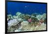 Coral Reef Diversity, Fiji-Pete Oxford-Framed Photographic Print